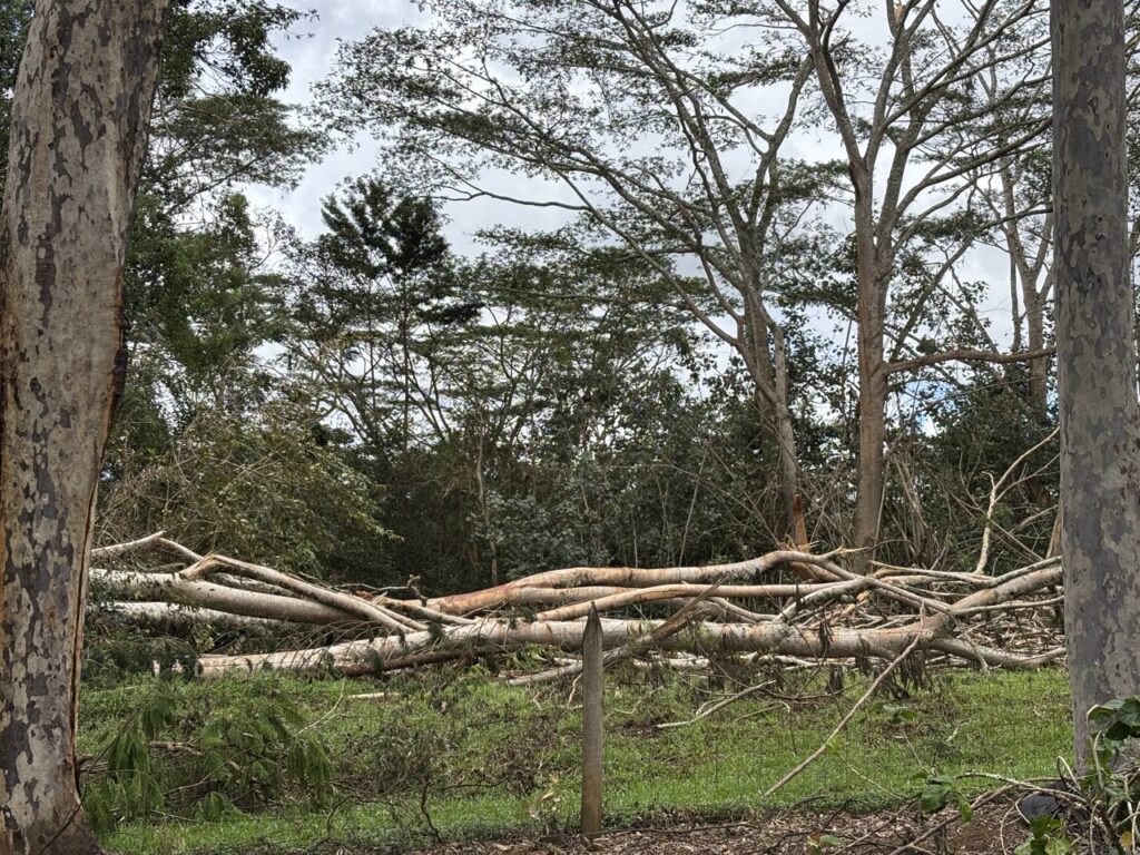 Some of the numerous downed albesia trees on the university side