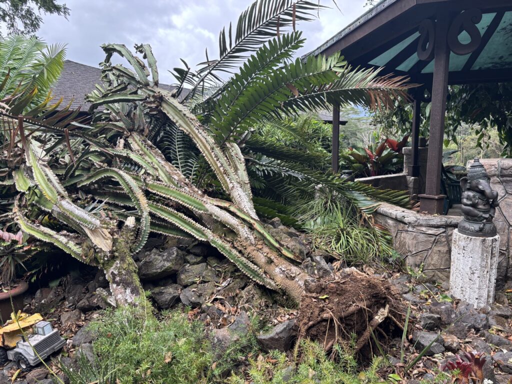 Uprooted sections of the cactus garden outside the Media Studio