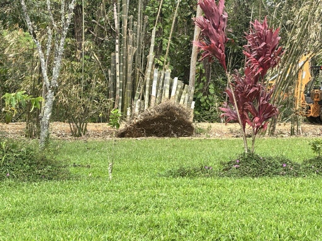 Uprooted bamboo clump