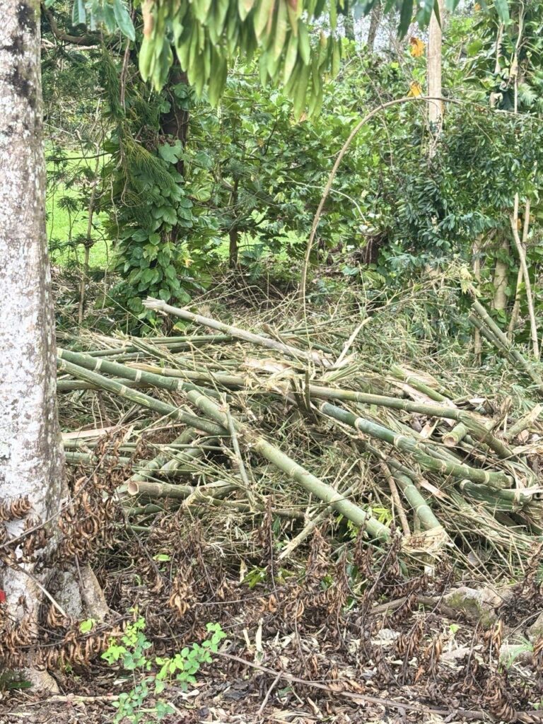 30-40ft bamboo poles stacked away from the path
