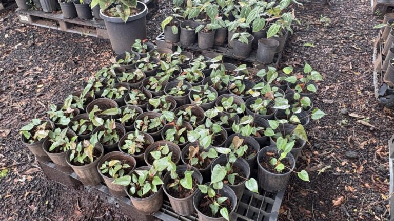 Growing a Garden from Seeds