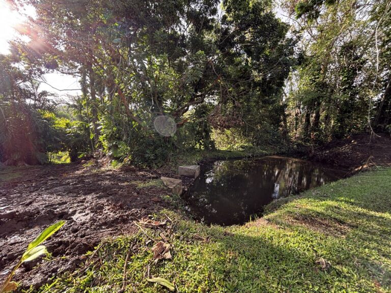 Continued Tree Debris Removal